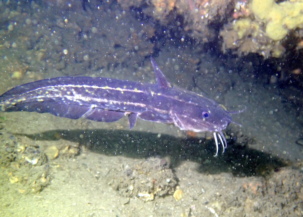 Striped Eel Catfish from Sydney NSW, Australia on June 14, 2022 at 10