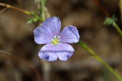 Linum perenne