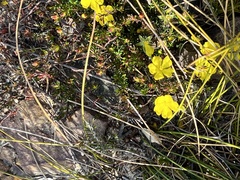Hibbertia pustulata