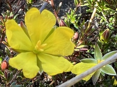 Hibbertia pustulata