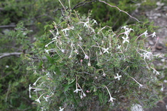 Bouvardia longiflora