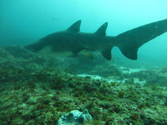 Carcharias taurus