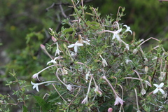 Bouvardia longiflora