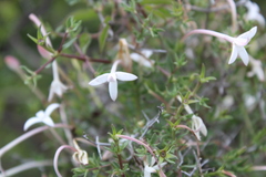 Bouvardia longiflora