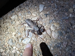 Mastigoproctus giganteus