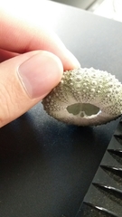 Heliocidaris crassispina