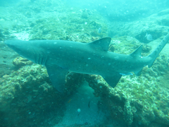 Carcharias taurus