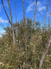Eucalyptus stricta