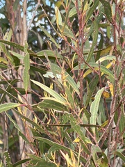 Eucalyptus stricta
