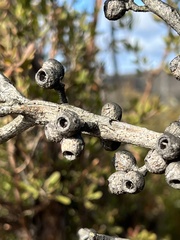 Eucalyptus stricta