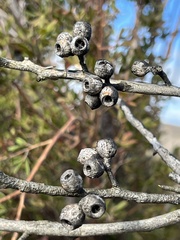 Eucalyptus stricta