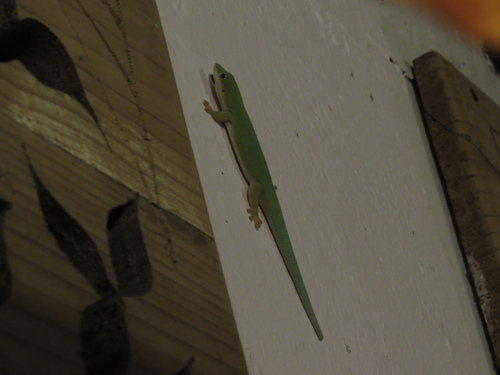 Phelsuma dubia