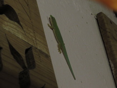 Phelsuma dubia