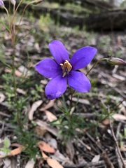 Cheiranthera alternifolia