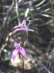 Disa obliqua clavigera