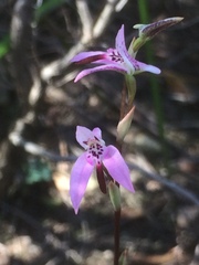 Disa obliqua clavigera