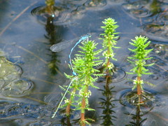 Coenagrion lanceolatum