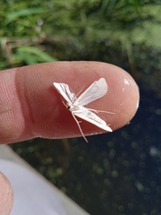 Cataclysta lemnata