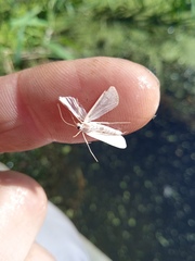 Cataclysta lemnata