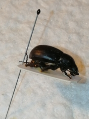 Platyscelis hypolithos