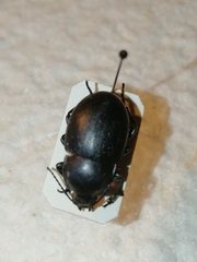 Platyscelis hypolithos