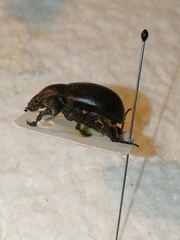 Platyscelis hypolithos