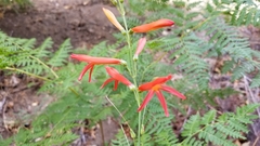 Penstemon labrosus