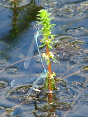Coenagrion lanceolatum