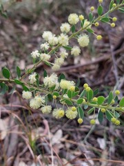 Acacia cremiflora