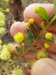 Acacia cremiflora