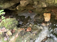 Conocephalaceae