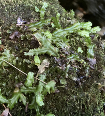 Conocephalaceae