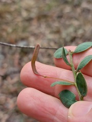 Acacia cremiflora