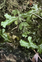 Conocephalaceae