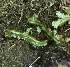 Conocephalaceae