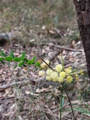 Acacia cremiflora