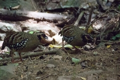 Arborophila brunneopectus