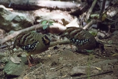 Arborophila brunneopectus