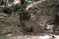 Arborophila brunneopectus