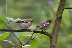 Fringilla coelebs