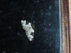 Xanthorhoe fluctuata