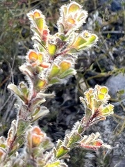 Kunzea capitata seminuda