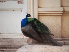 Pavo cristatus
