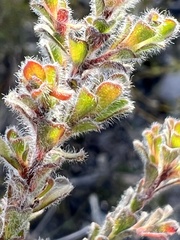 Kunzea capitata seminuda