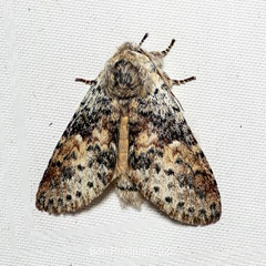 Disparia