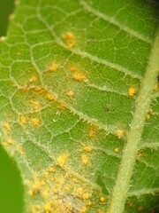 Coleosporium vernoniae