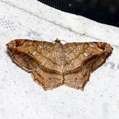 Chiasmia azataria