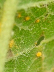 Coleosporium vernoniae