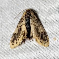 Ovipennis phaeodonta