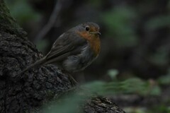 Erithacus rubecula